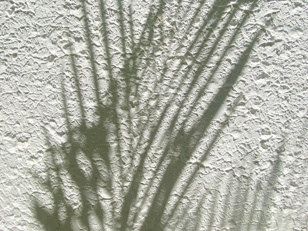 Feuilles d'ombre légère sur fond de texture de mur