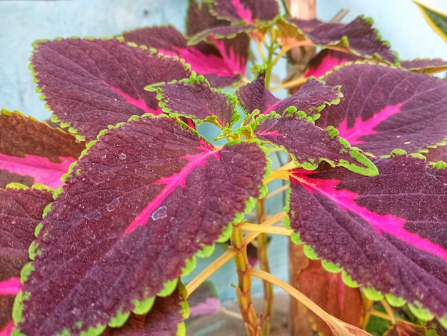 Photo les feuilles ont une couleur rouge et unique.