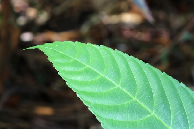 Les feuilles ont des détails intéressants.