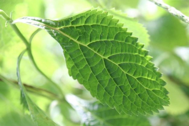 Les feuilles ont des détails intéressants.