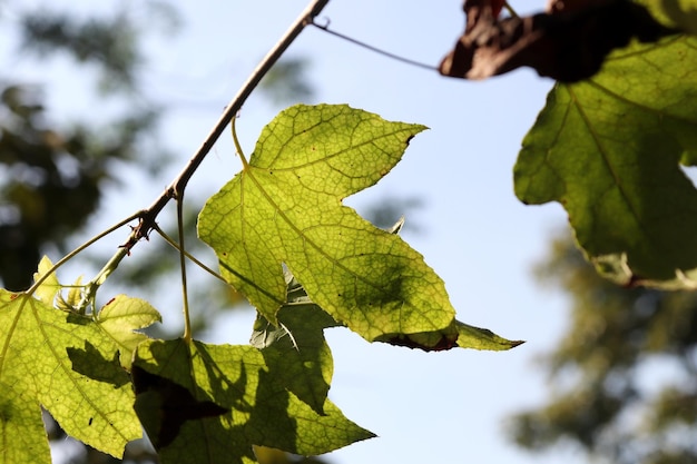 Les feuilles ont des détails intéressants.