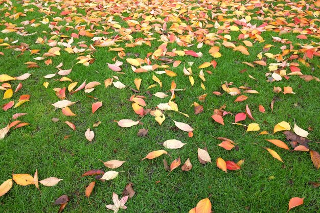 Photo des feuilles d'orange sur un champ herbeux à l'automne