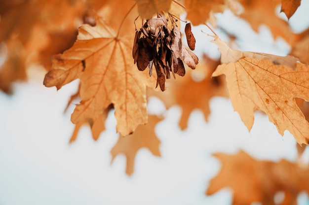 Photo feuilles orange d'érable à l'automne.