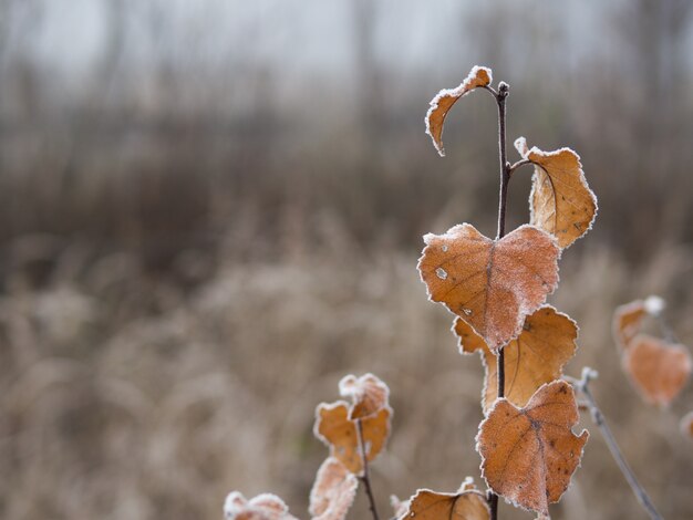 Feuilles d’orange sèches d’automne gelées un matin brumeux