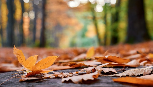 Des feuilles d'orange sur le sol sur le fond flou de la forêt ou du parc saison d'automne