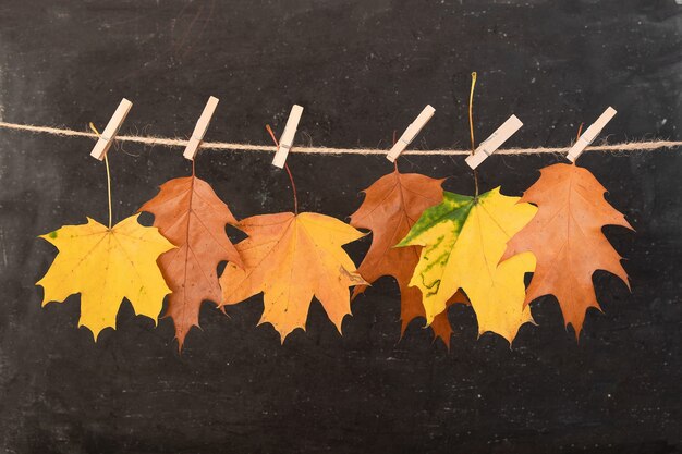 Feuilles d'oranger d'automne sur une corde et des pinces à linge. Concept créatif d'automne