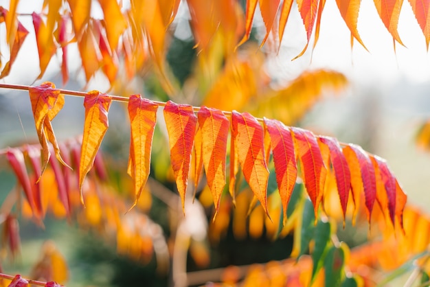 Feuilles d'oranger de sumac ou de vinaigre de près - en automne