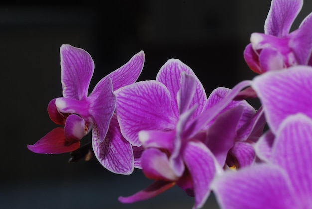 Feuilles d'orchidées