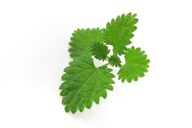 Feuilles d'ortie isolées sur fond blanc