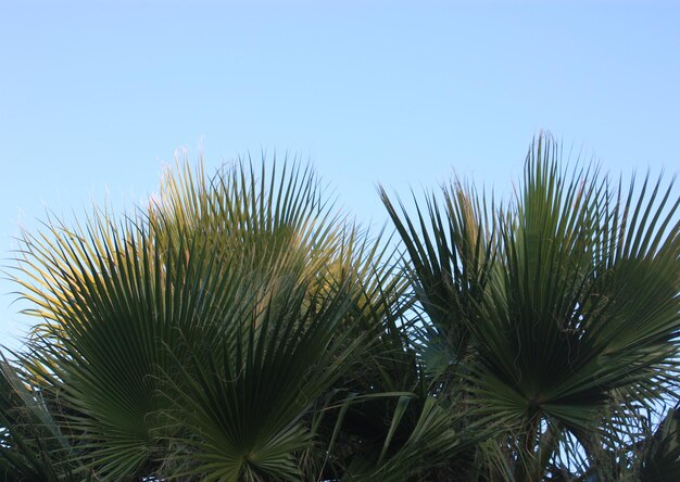 feuilles de palme