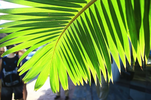 feuilles de palmier abstraites fond de soleil, vacances d'été actives en mer