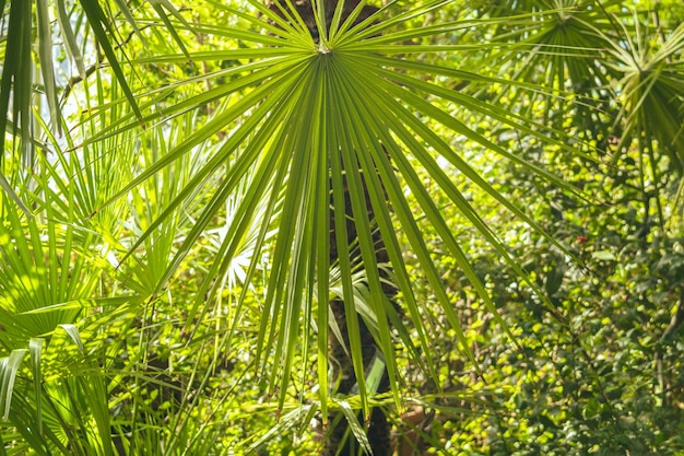 Feuilles de palmier au soleil dans le jardin botanique