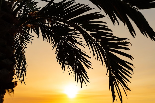 Feuilles de palmier et beau coucher de soleil tropical