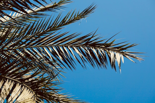 feuilles de palmier et ciel bleu