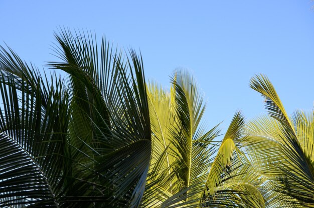 Feuilles de palmier contre le ciel bleu