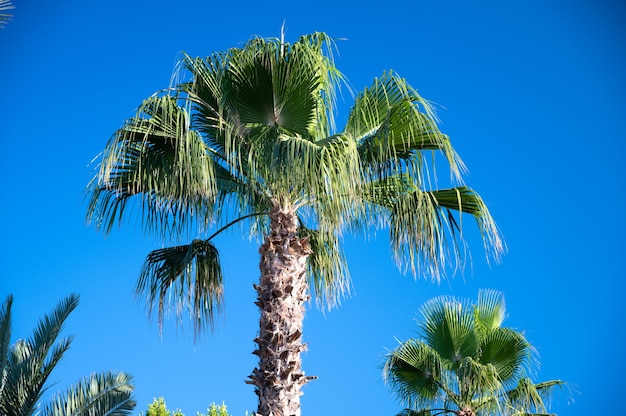 Feuilles de palmier contre le ciel bleu