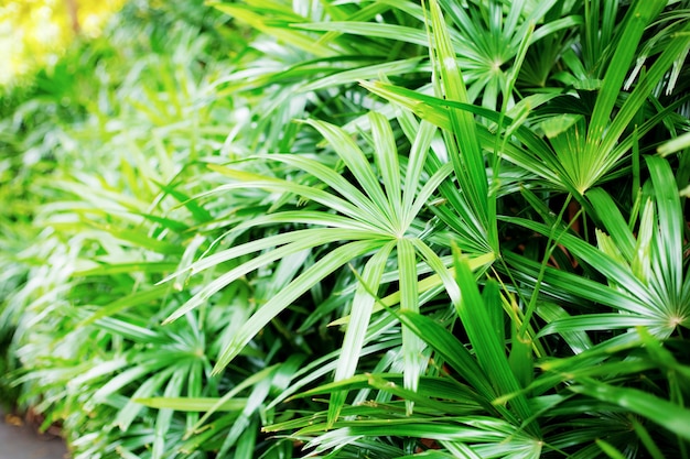 Feuilles de palmier dans le parc.