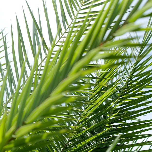 Feuilles de palmier en été