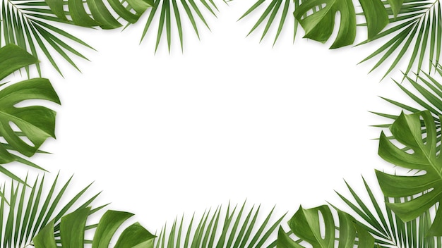 Feuilles de palmier et feuilles de monstera isolés sur blanc