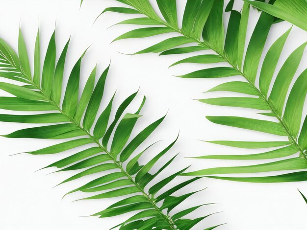 Feuilles de palmier sur un fond blanc ai généré