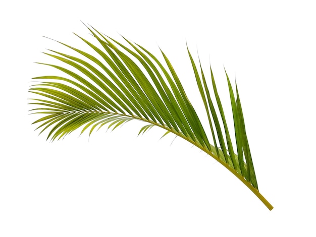 feuilles de palmier sur fond blanc
