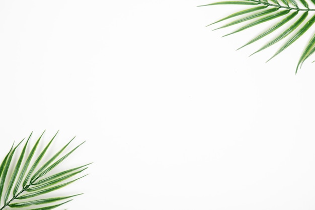 Feuilles de palmier sur fond blanc
