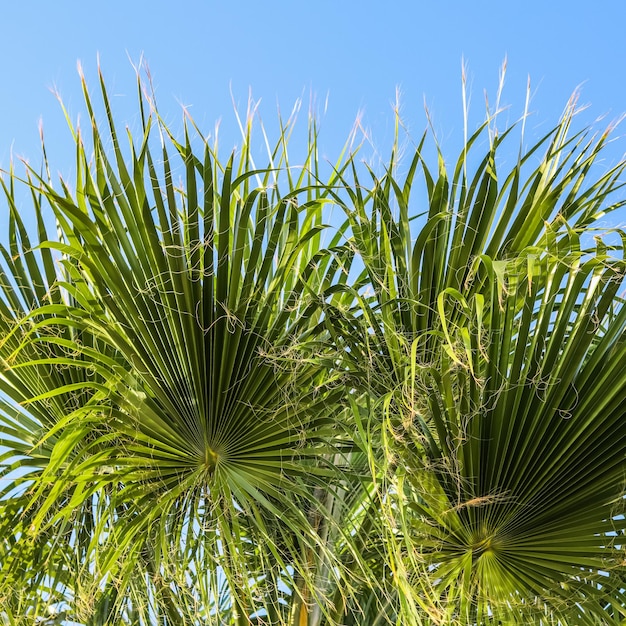 Feuilles de palmier sur fond de ciel bleu en été