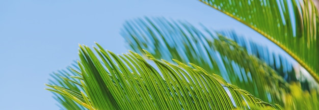 Feuilles de palmier sur fond de ciel.