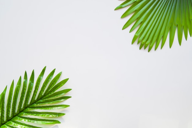 Photo feuilles de palmier isolés sur fond blanc
