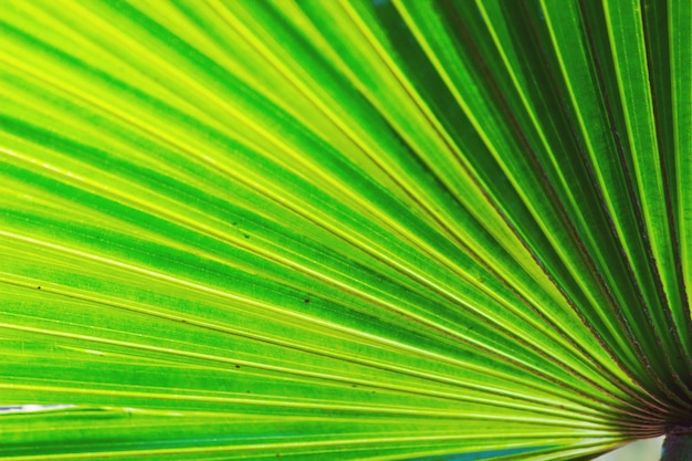 Feuilles de palmier à motifs en réflexion à la lumière naturelle