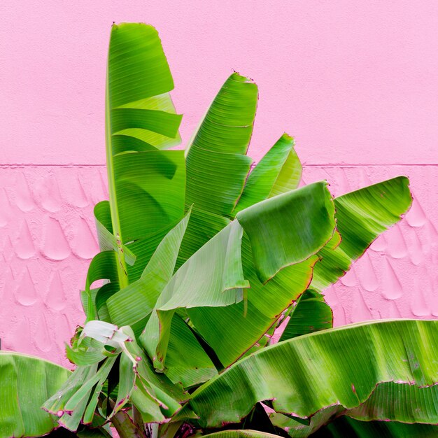 Feuilles de palmier sur le mur de fond rose. Plantes sur concept rose