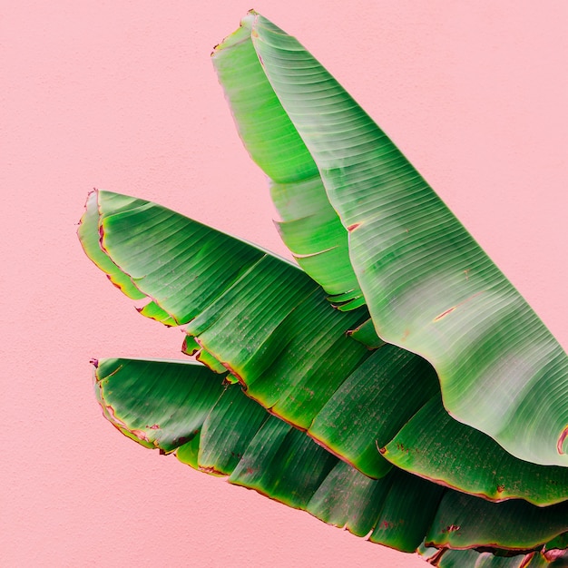 Feuilles de palmier sur mur rose. Plantes sur l'art conceptuel rose. Les îles Canaries