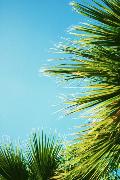 Feuilles de palmier et la nature de fond de voyage d'été de ciel