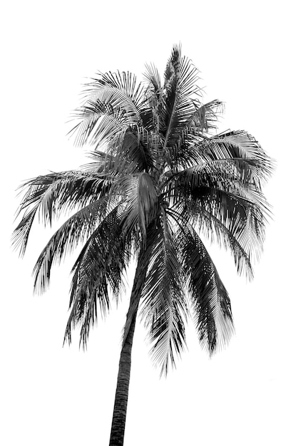 Feuilles de palmier à noix de coco isolées sur ba blanc