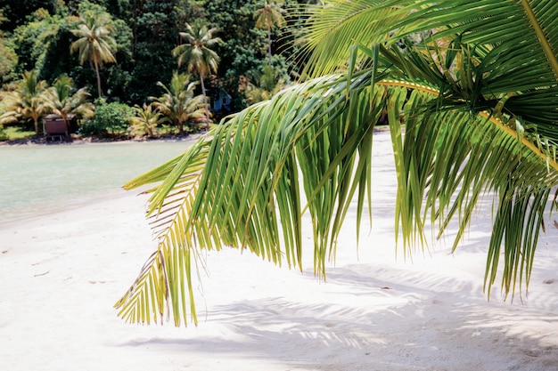 Feuilles de palmier sur la plage de sable