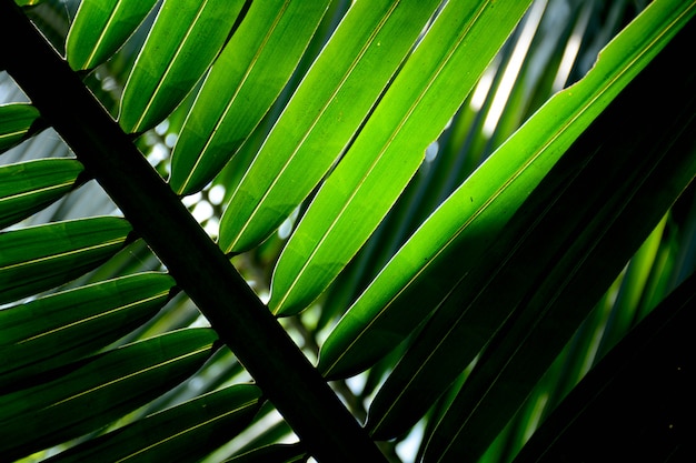 Feuilles de palmier se bouchent