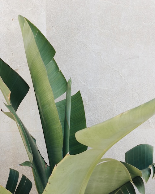 Photo les feuilles de palmier se rapprochent de la plante tropicale