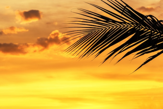 Feuilles de palmier silhouette sur ciel neary mer océan plage au coucher ou au lever du soleil pour les voyages de loisirs et le concept de vacances