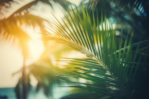 Feuilles de palmier avec le soleil qui brille à travers les feuilles