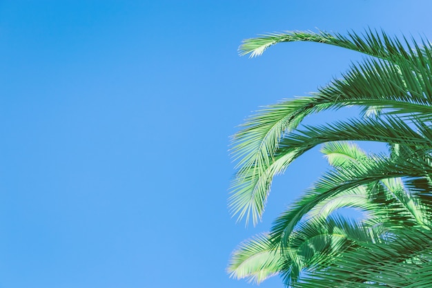 Feuilles de palmier sous le ciel bleu.