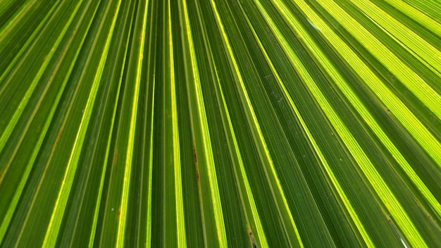 Feuilles de palmier texture avec ombre et feuilles de palmier clair de couleurs vert et jaune vif tropical bea