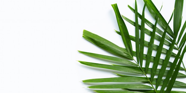 Feuilles de palmier tropical sur blanc.