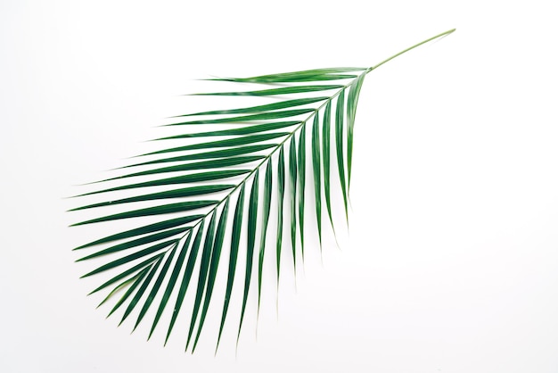 Feuilles de palmier tropical avec espace copie