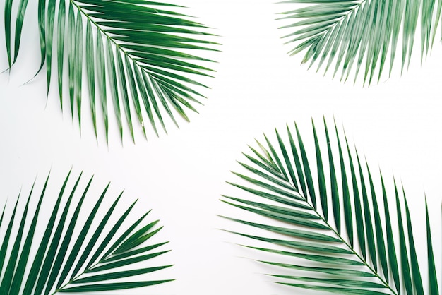 Feuilles de palmier tropical avec espace copie