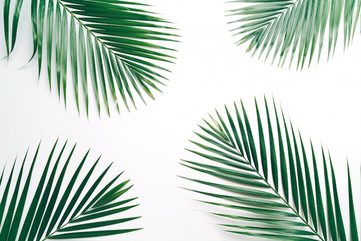 Photo feuilles de palmier tropical avec espace copie