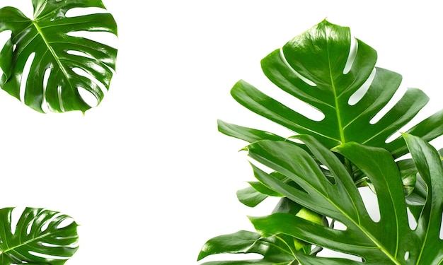 Photo feuilles de palmier tropical exotique monstera au blanc