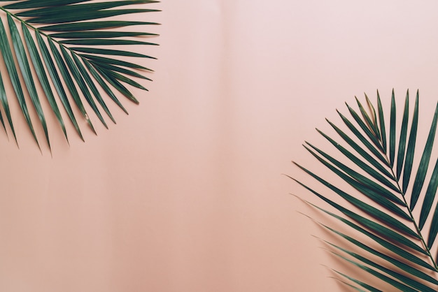Feuilles De Palmier Tropical Sur Fond De Couleur Avec Fond