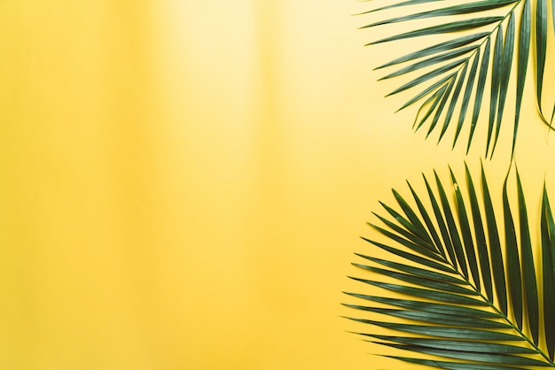 Feuilles de palmier tropical sur fond jaune avec fond