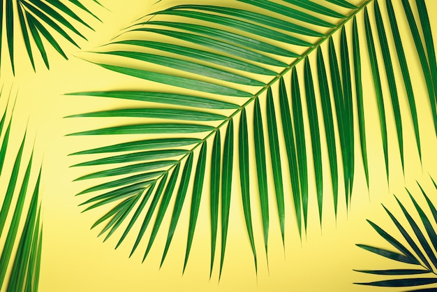 Feuilles de palmier tropical sur fond jaune pastel. Concept d&#39;été minime. Feuille verte vue de dessus sur papier pastel punchy