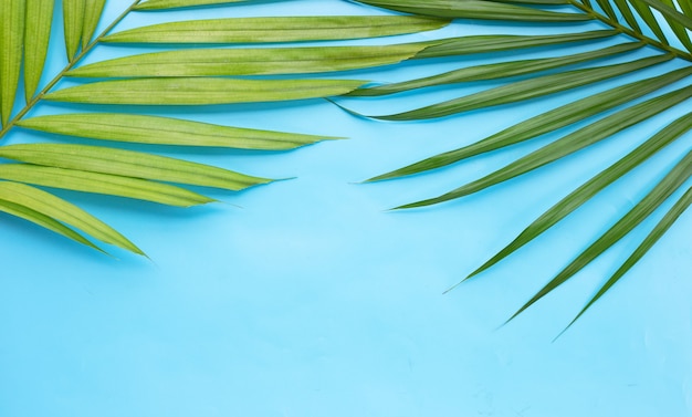 Feuilles de palmier tropical sur surface bleue